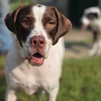 Bailey -  Pointer and None Dog for Adoption in Tomah, Wisconsin - Bailey | PetCurious