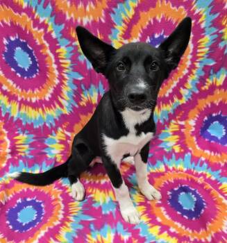 Mixed Breed Dogs Available for Adoption - Veda | PetCurious