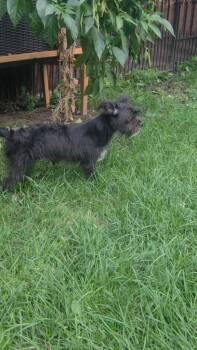 Greta -  Mixed Breed Dog for Adoption in Taycheedah, Wisconsin - Greta | PetCurious