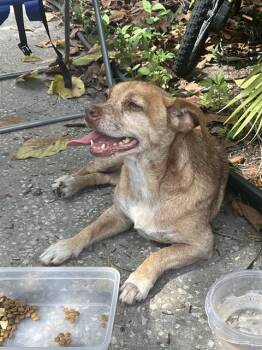 CARMELA -  Mixed Breed Dog for Adoption in Palmetto, Florida - CARMELA | PetCurious