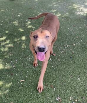 Rhonda -  Hound and Rhodesian Ridgeback Dog for Adoption in Austin, Texas - Rhonda | PetCurious