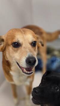 Shepherd and Mixed Breed Dogs Available for Adoption - Roger Rabbit | PetCurious