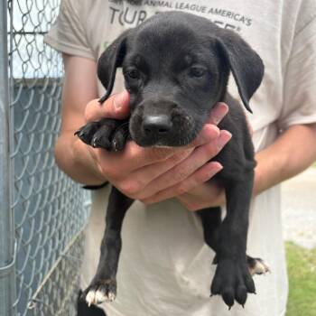 Lilac -  Mixed Breed and Catahoula Leopard Dog Dog for Adoption in Tulsa, Oklahoma - Lilac | PetCurious