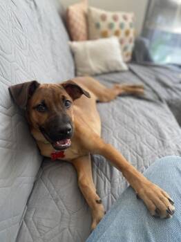 Matteo -  Retriever Dog for Adoption in Valley Stream, New York - Matteo | PetCurious
