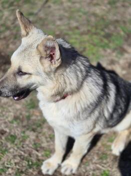 German Shepherd Dog Dogs Available for Adoption - Ritter | PetCurious