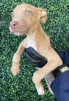 61745649 -  Mixed Breed Dog for Adoption in El Paso, Texas - 61745649 | PetCurious