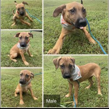 Rescue Mixed Breed Dogs for Adoption in Parrish, Alabama - Richard | PetCurious