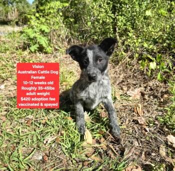 Australian Cattle Dog Blue Heeler Dogs Available for Adoption - Vision | PetCurious