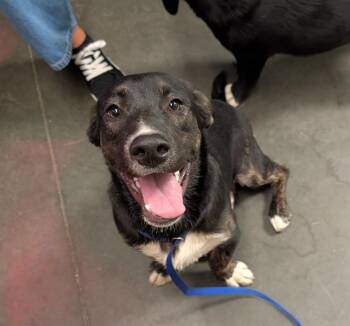 Rescue Australian Shepherd and Staffordshire Bull Terrier Dogs for Adoption in Santa Cruz, California - BUCKWHEAT* | PetCurious