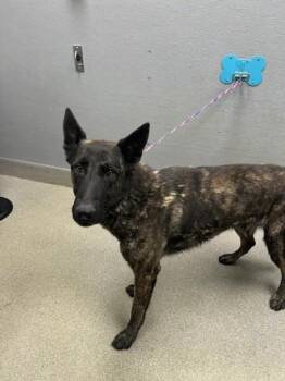 SHADOW -  Dutch Shepherd Dog for Adoption in Las Vegas, Nevada - SHADOW | PetCurious