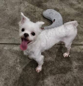 Maltese Dogs Available for Adoption in Agoura Hills, California - YOONWOO | PetCurious