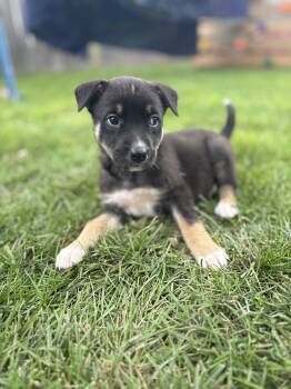 Rosalina -  Mixed Breed Dog for Adoption in Saskatoon, Saskatchewan - Rosalina | PetCurious
