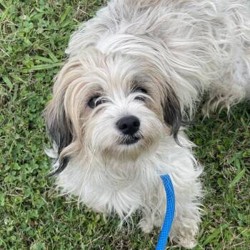 Sheba -  Cairn Terrier and Mixed Breed Dog for Adoption in Tulsa, Oklahoma - Sheba | PetCurious