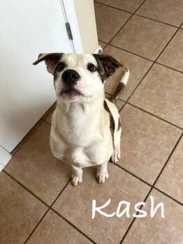 Australian Shepherd and Pit Bull Terrier Dogs Available for Adoption - Kash | PetCurious