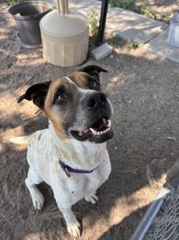 PENNY -  Australian Cattle Dog Blue Heeler and Mixed Breed Dog for Adoption in Aurora, Colorado - PENNY | PetCurious