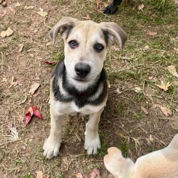 Tender -  American Staffordshire Terrier Dog for Adoption in Salem, New Hampshire - Tender | PetCurious