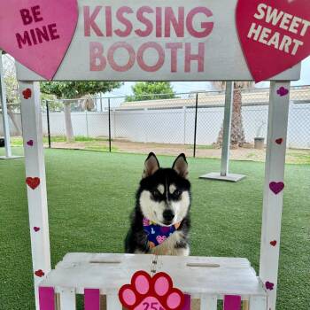 Husky and Mixed Breed Dogs Available for Adoption in Riverside, California - Balto | PetCurious