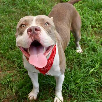 Cannon Ball! -  Pit Bull Terrier Dog for Adoption in Beaumont, Texas - Cannon Ball! | PetCurious