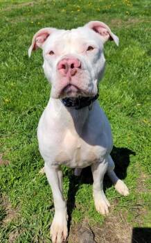 Pit Bull Terrier Dogs Available for Adoption in Lisbon, Ohio - Ghost | PetCurious