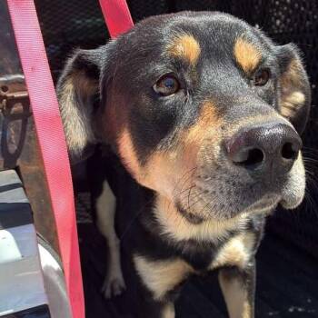 Mixed Breed Dogs Available for Adoption in Gadsden, Alabama - Chase | PetCurious