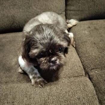 FANCY -  Shih Tzu Dog for Adoption in Harlem, Georgia - FANCY | PetCurious