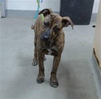 ANNIE -  Plott Hound and Mixed Breed Dog for Adoption in Salinas, California - ANNIE | PetCurious