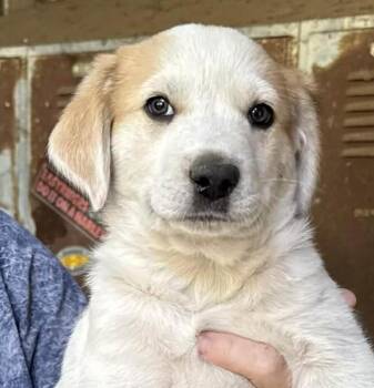 Cattle Dog and Great Pyrenees Dogs Available for Adoption in Silvana, Washington - Peep (Easter Litter) | PetCurious