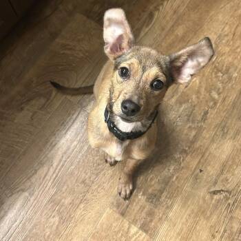 Terrier and Mixed Breed Dogs Available for Adoption - Fig | PetCurious