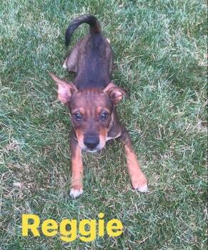 Reggie -  Hound Dog for Adoption in Irwin, Pennsylvania - Reggie | PetCurious