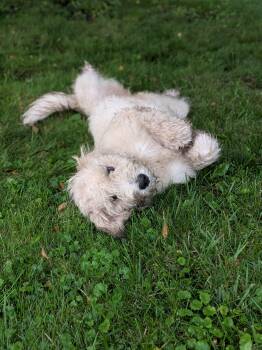 Lenore -  Mixed Breed Dog for Adoption in Kenosha, Wisconsin - Lenore | PetCurious