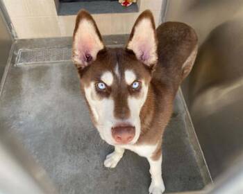HAYSTACK -  Siberian Husky Dog for Adoption in Tustin, California - HAYSTACK | PetCurious