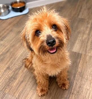 GRIZZLY -  Silky Terrier and Poodle Dog for Adoption in Palm City, Florida - GRIZZLY | PetCurious