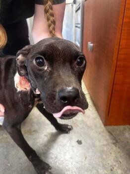 Bunny (AL) -  Pit Bull Terrier Dog for Adoption in New York, New York - Bunny (AL) | PetCurious