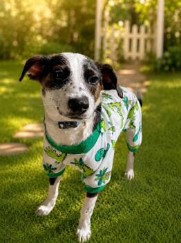Arlo -  Jack Russell Terrier Dog for Adoption in Union Grove, Wisconsin - Arlo | PetCurious