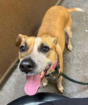 Catahoula Leopard Dog and Mixed Breed Dogs Available for Adoption in Honolulu, Hawaii - Molly | PetCurious
