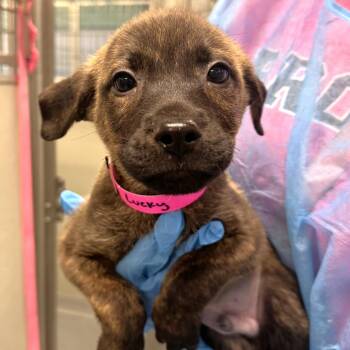 Lucky *available off-site 10/4 -  Mixed Breed Dog for Adoption in Briarcliff Manor, New York - Lucky *available Off-site 10/4 | PetCurious