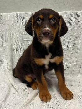 Winnie -  Bloodhound Dog for Adoption in Maryville, Missouri - Winnie | PetCurious