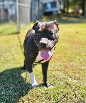 Rescue Staffordshire Bull Terrier Dogs for Adoption in Princeton, Massachusetts - Rosie Girl | PetCurious