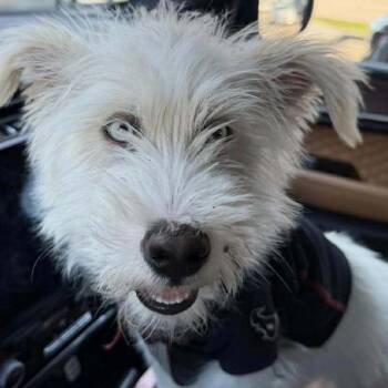 West Highland White Terrier Westie Dogs Available for Adoption - Bleu | PetCurious