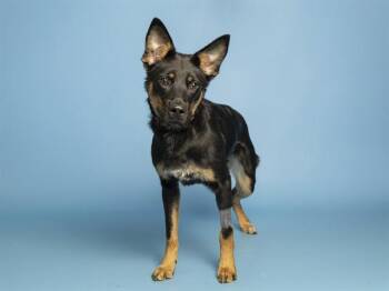 BINGO -  German Shepherd Dog Dog for Adoption in Phoenix, Arizona - BINGO | PetCurious