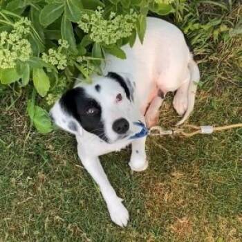 Rescue Mixed Breed Dogs for Adoption in Middlebury, Vermont - Virginia | PetCurious