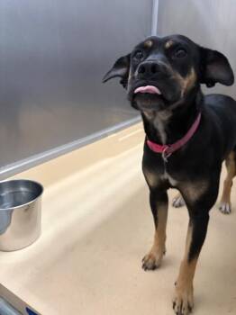Castaway -  German Shepherd Dog and Mixed Breed Dog for Adoption in Burgaw, North Carolina - Castaway | PetCurious