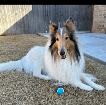Collie Dogs Available for Adoption - Cowboy | PetCurious