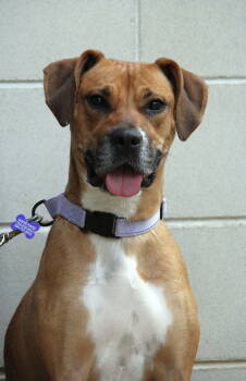 Rescue Boxer and Hound Dogs for Adoption in Charlotte, North Carolina - Isla | PetCurious