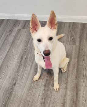 Luna -  German Shepherd Dog Dog for Adoption in Pflugerville, Texas - Luna | PetCurious