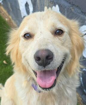 Jenna -  Golden Retriever Dog for Adoption in Newport, Tennessee - Jenna | PetCurious