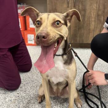 Nella AKA Burrito 0309 -  Chihuahua and Mixed Breed Dog for Adoption in Loxahatchee Groves, Florida - Nella AKA Burrito 0309 | PetCurious
