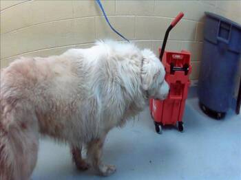 COOPER -  Great Pyrenees Dog for Adoption in Tulsa, Oklahoma - COOPER | PetCurious