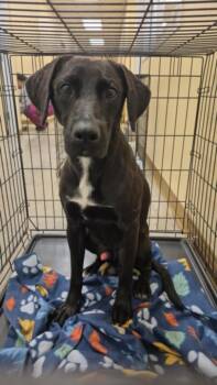 Labrador Retriever and Mixed Breed Dogs Available for Adoption in Texas City, Texas - KRONOS | PetCurious