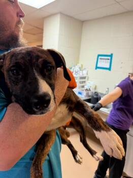 Boxer Dogs Available for Adoption in Nacogdoches, Texas - Gervonta | PetCurious
